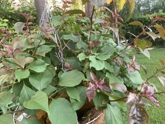 Fraxinus chinensis