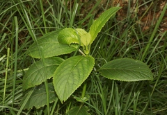 Phyllostegia brevidens