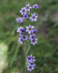 Sisyrinchium platense