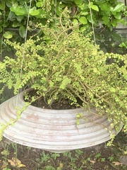 Pilea microphylla