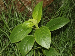 Phyllostegia brevidens