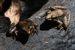 Lithobates maculatus