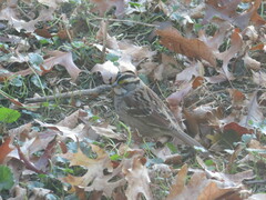 Zonotrichia albicollis