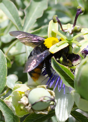 Xylocopa augusti