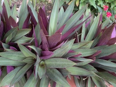 Tradescantia spathacea