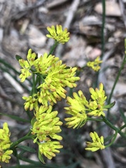 Glischrocaryon behrii