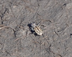 Ellipsoptera hamata