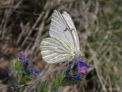 Tatochila