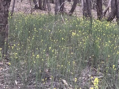 Glischrocaryon behrii