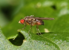 Ephydroidea