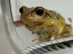 Pristimantis unistrigatus