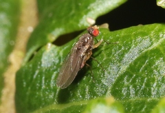 Ephydroidea