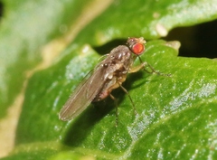 Ephydroidea