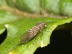 Elipsocidae