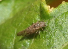 Elipsocidae