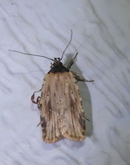 Agonopterix atrodorsella