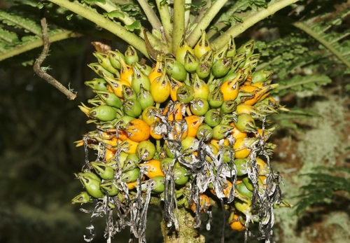 Cyanea shipmanii