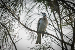 Philemon citreogularis