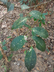 Coelospermum dasylobum