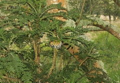 Cyanea shipmanii