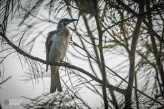 Philemon citreogularis