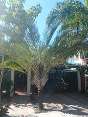Dypsis decaryi