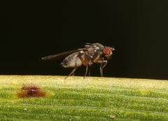 Ephydroidea