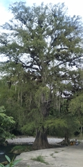 Taxodium mucronatum
