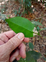 Coelospermum dasylobum