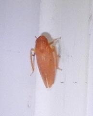 Gyponana gladia