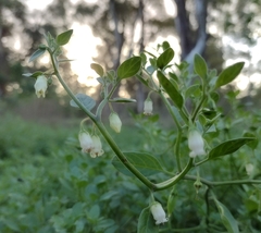 Salpichroa origanifolia