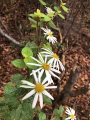 Olearia tomentosa