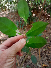 Coelospermum dasylobum
