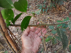 Coelospermum dasylobum