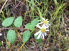 Olearia tomentosa
