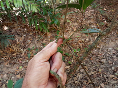 Coelospermum dasylobum