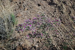 Dalea formosa