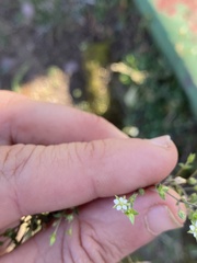 Arenaria