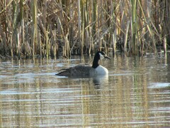 Branta canadensis
