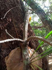 Coelospermum dasylobum