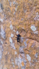 Polyrhachis armata