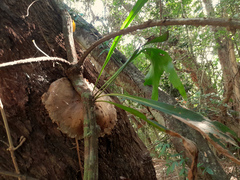 Coelospermum dasylobum