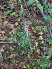 Crataegus spathulata