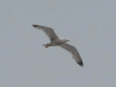 Larus