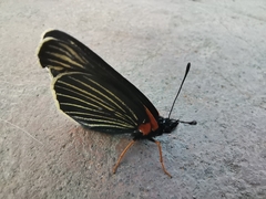 Chlosyne ehrenbergii