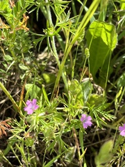 Geranium dissectum