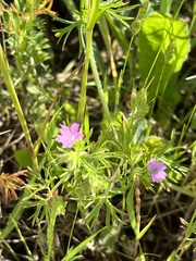 Geranium dissectum