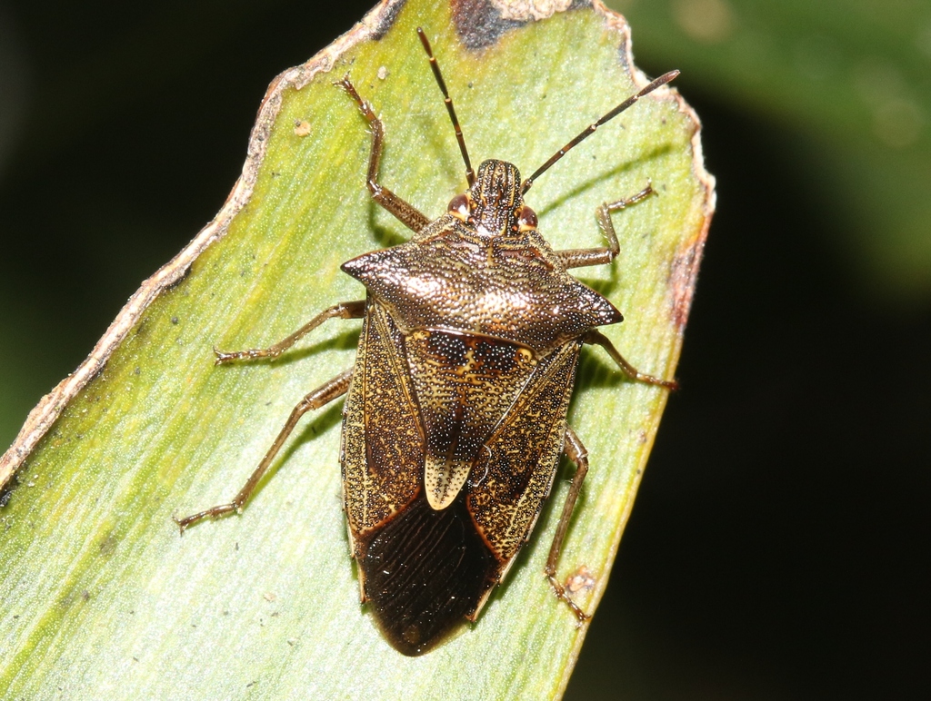 Oechalia bryani from Hakalau Forest National Wildlife Refuge, Hawaii ...