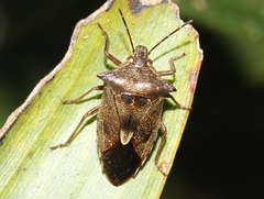 Oechalia bryani