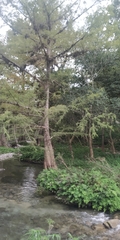Taxodium mucronatum